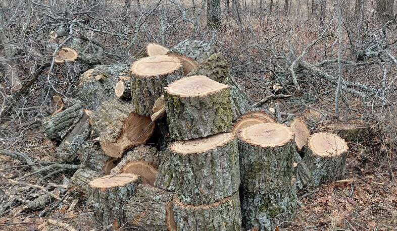 В саратовских лесах незаконно вырубили деревья на 1,5 миллиона рублей
